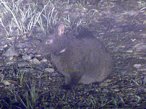 アマミノクロウサギ