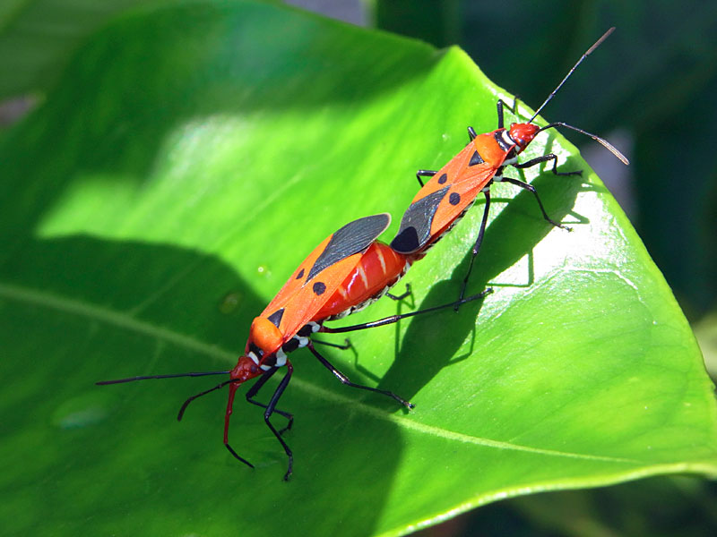 アカホシカメムシ アカホシカメムシ