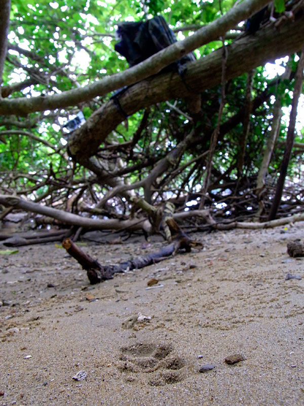 ヤマネコの脚痕と自動撮影ビデオ