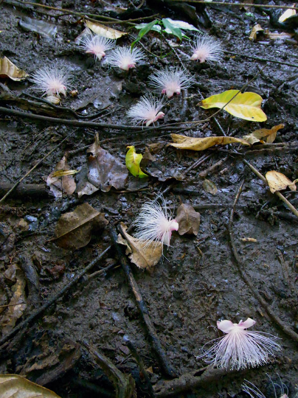 サガリバナ落花