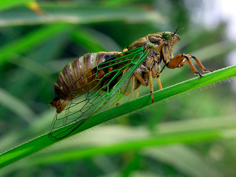 イワサキクサゼミ