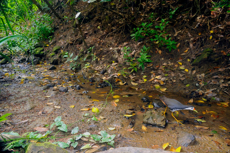 シロハラクイナ