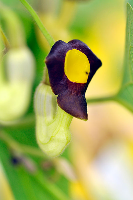 アリマウマノスズクサ花