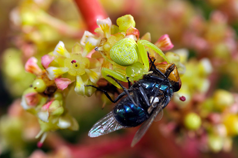 マンゴーの花とハナグモ