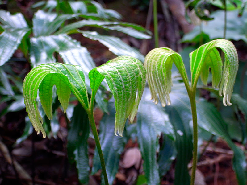 ヤブレガサウラボシ芽吹き