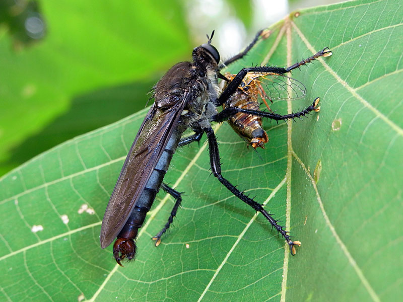 メスアカオオムシヒキ雄
