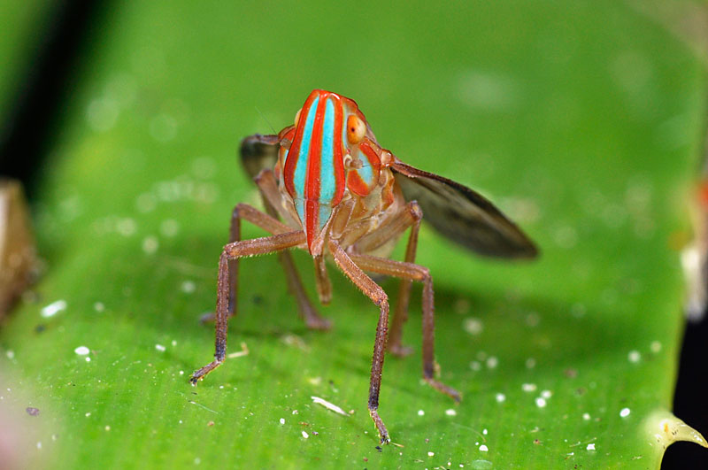 グンバイウンカの一種