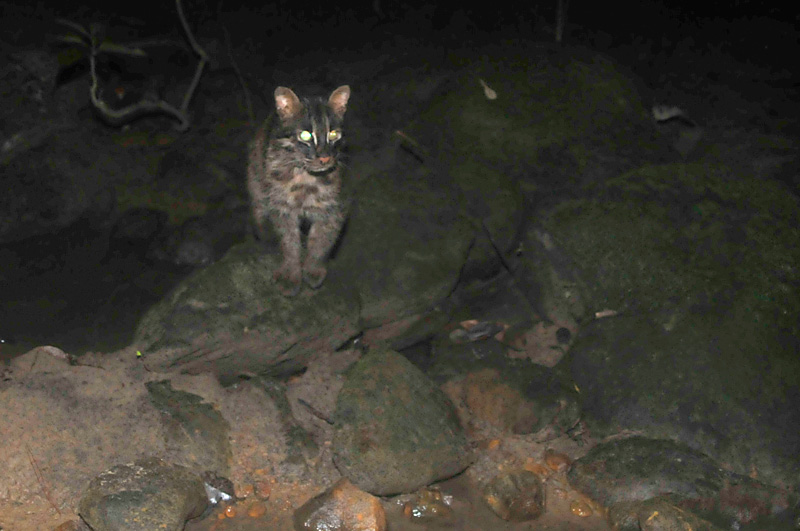 イリオモテヤマネコ