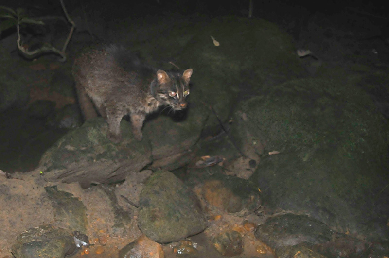 イリオモテヤマネコ