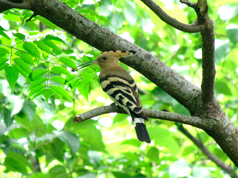 ヤツガシラ ヤツガシラ