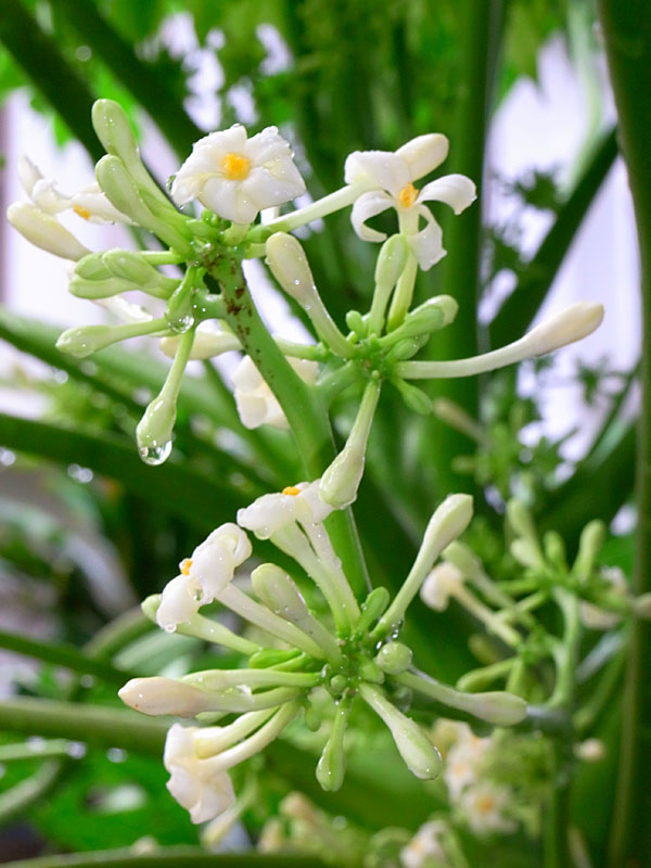 パパイヤ雌花 パパイヤ雌花