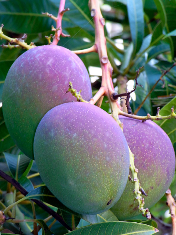 マンゴー実 マンゴー実