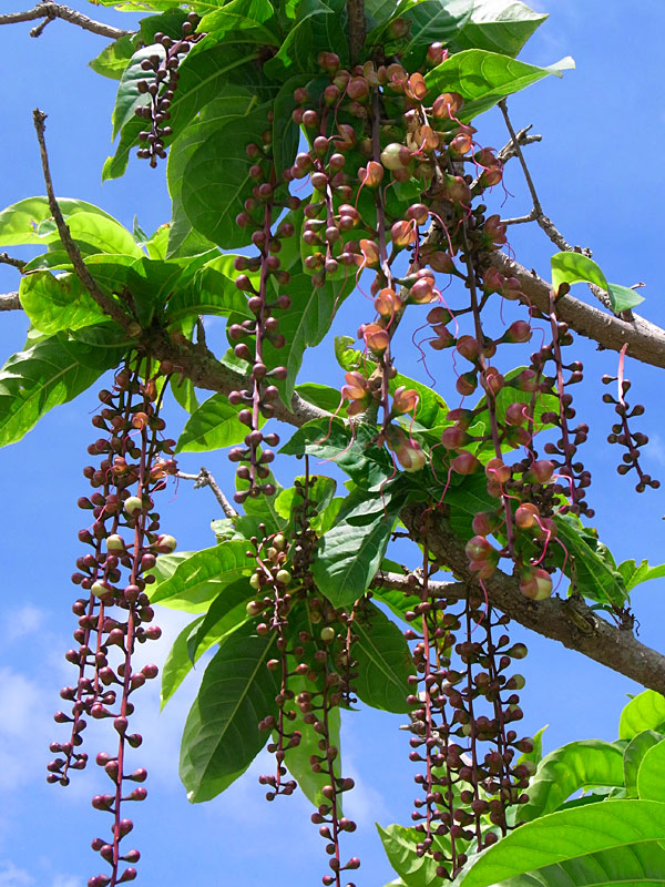 サガリバナ蕾 サガリバナ蕾