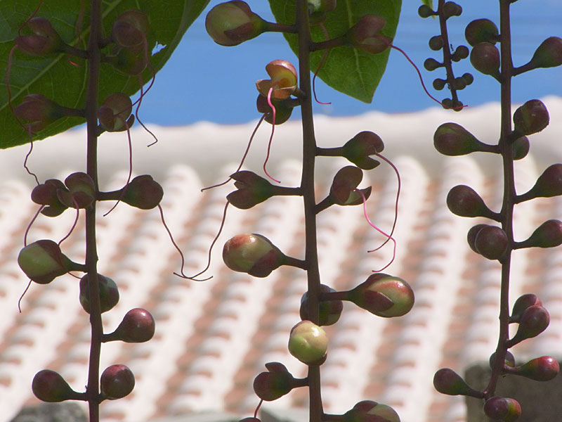 サガリバナ蕾 サガリバナ蕾