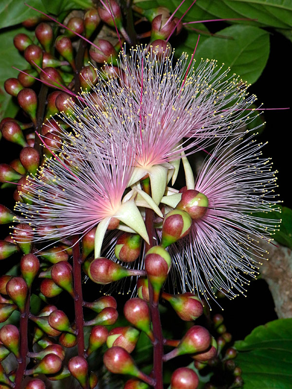 サガリバナ花 サガリバナ花