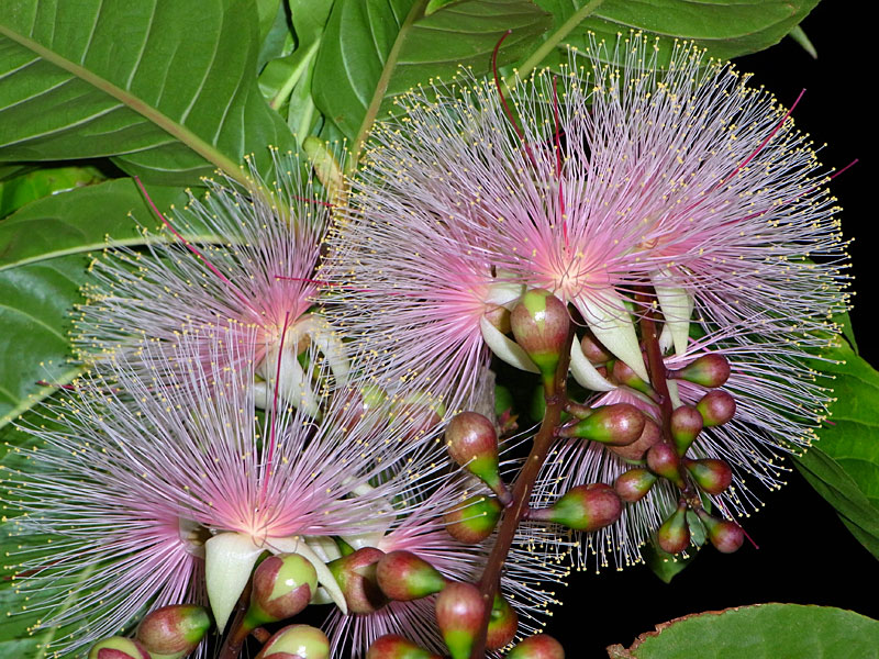 サガリバナ花 サガリバナ花