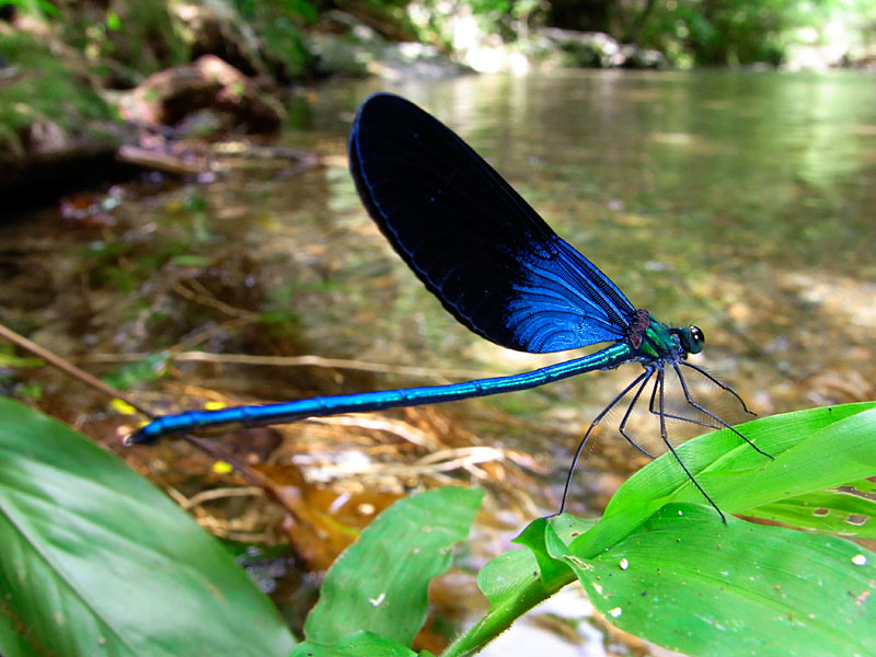 リュウキュウハグロトンボ リュウキュウハグロトンボ