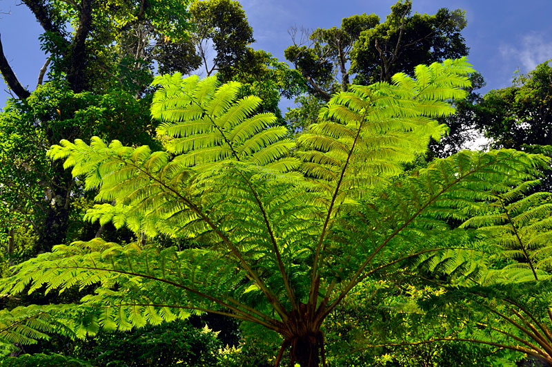 ヒカゲヘゴ ヒカゲヘゴ