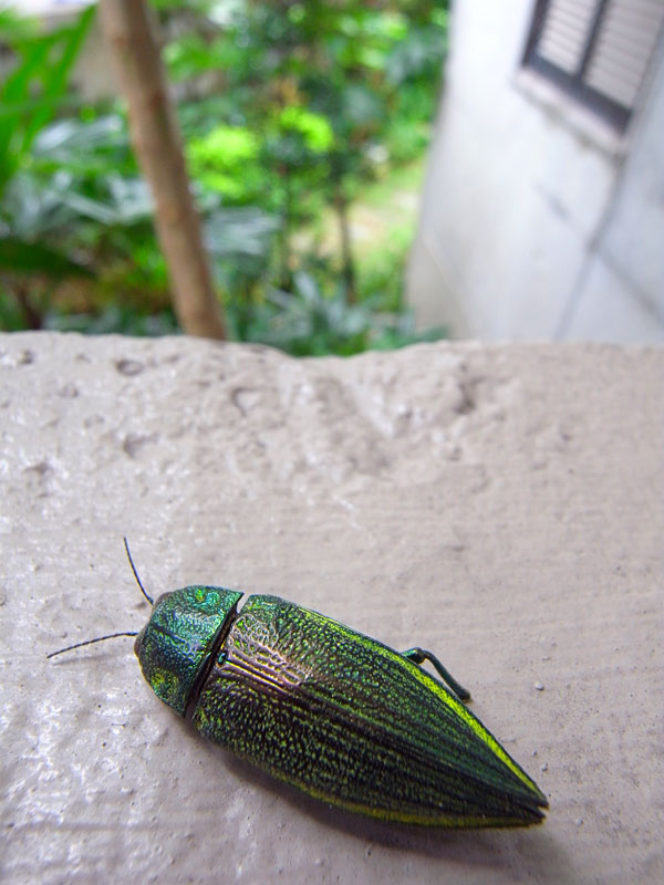 アオムネスジタマムシ アオムネスジタマムシ