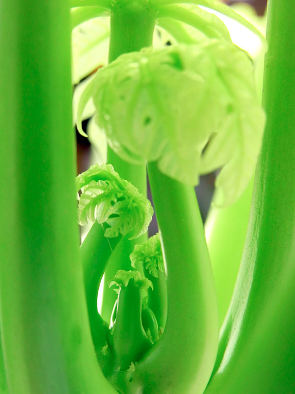 パパイヤ新芽 パパイヤ新芽