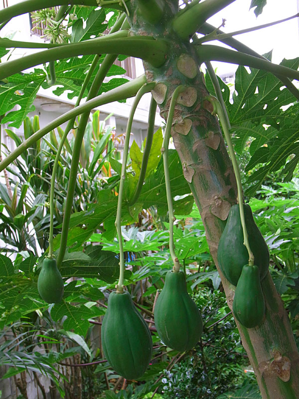 パパイヤ実 パパイヤ実