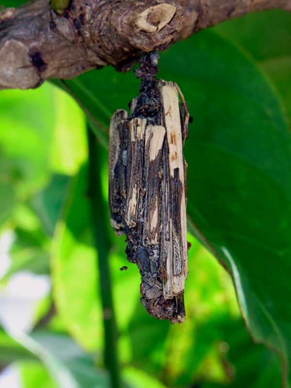 オオミノガ繭 オオミノガ繭
