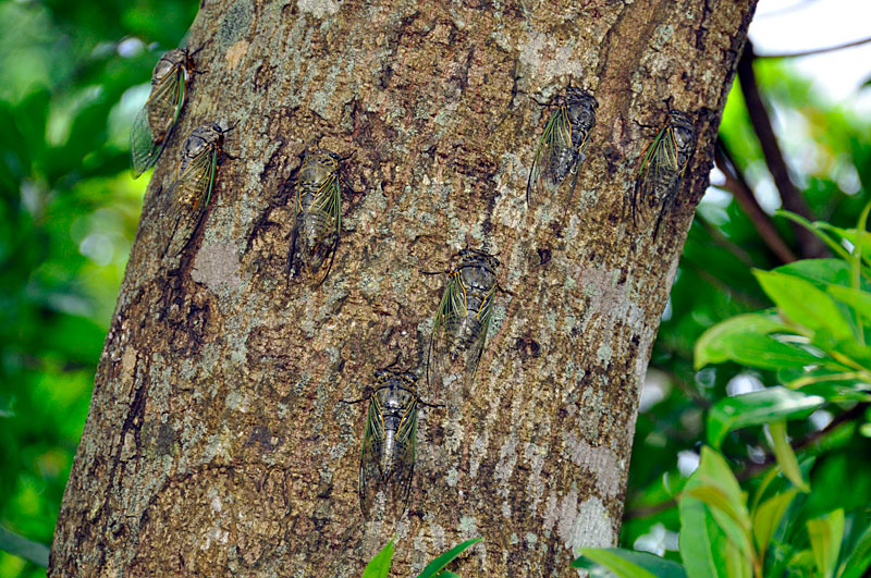 クマゼミ成虫 クマゼミ成虫