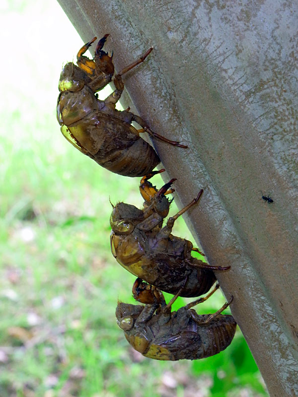 クマゼミ羽化殻 クマゼミ羽化殻