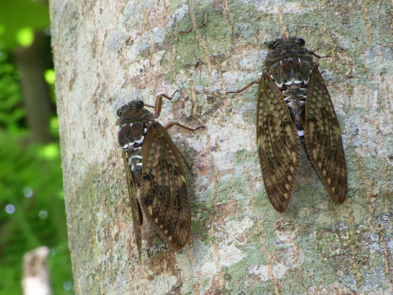 リュウキュウアブラゼミ求愛 リュウキュウアブラゼミ求愛
