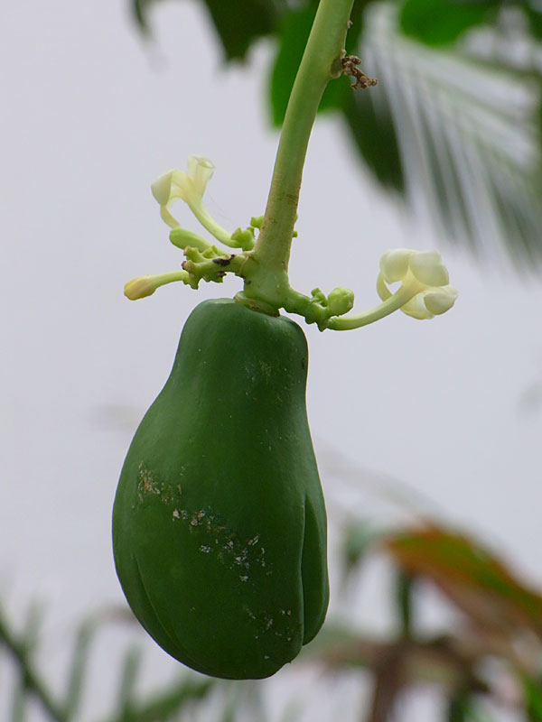 パパイヤ実と花 パパイヤ実と花
