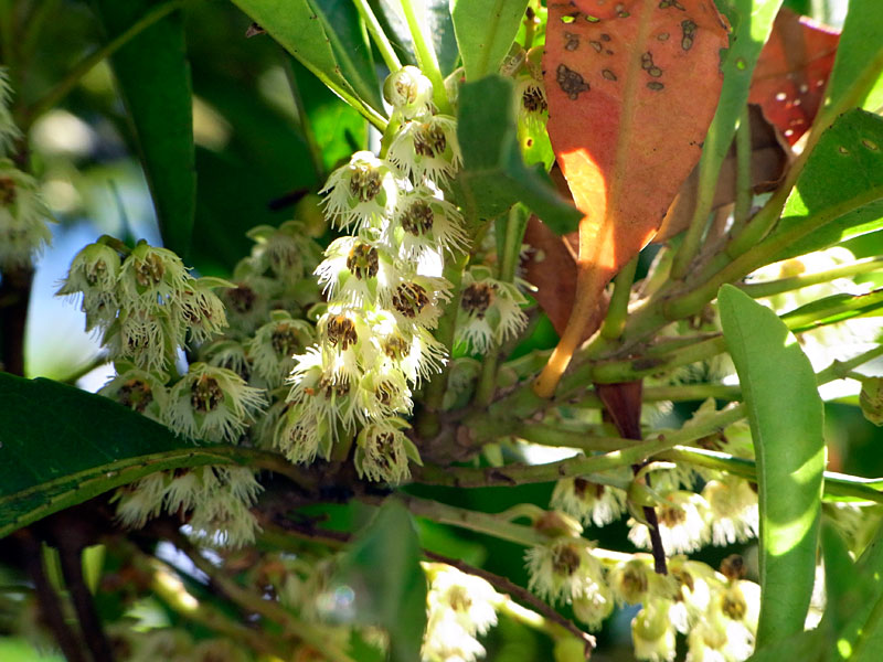 ホルトノキ花 ホルトノキ花