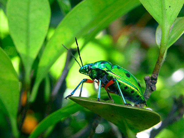 ナナホシキンカメムシ ナナホシキンカメムシ