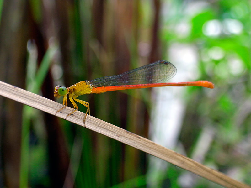 リュウキュウベニイトトンボ リュウキュウベニイトトンボ