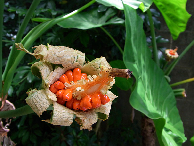 クワズイモ実 クワズイモ実