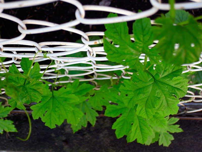 ゴーヤー=ニガウリ=ツルレイシ ゴーヤー=ニガウリ=ツルレイシ