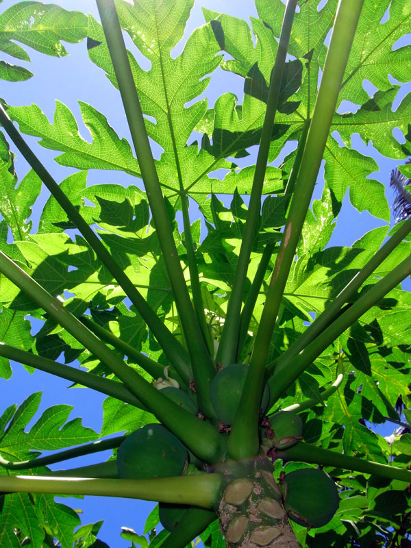 パパイヤ パパイヤ