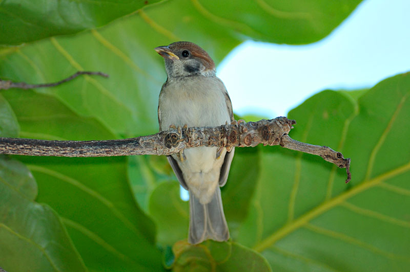 スズメ幼鳥 スズメ幼鳥