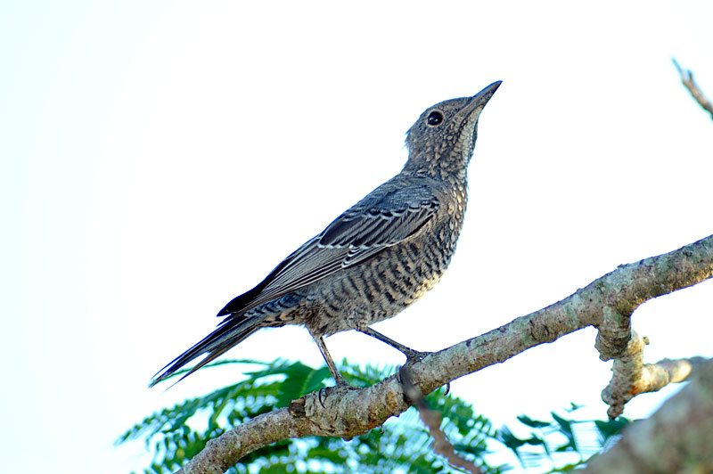 イソヒヨドリ幼鳥 イソヒヨドリ幼鳥