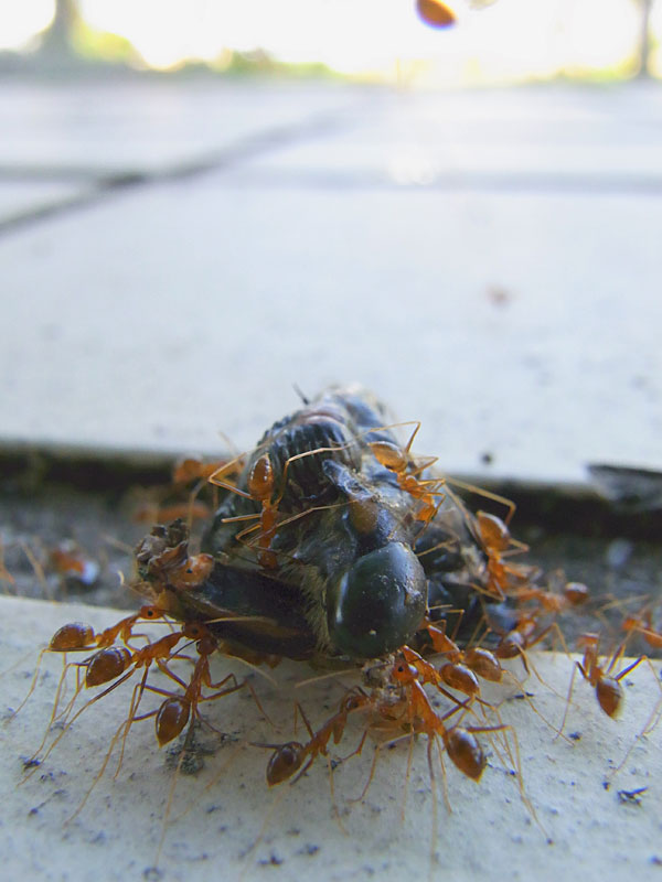 クマゼミの頭部とアシナガキアリ クマゼミの頭部とアシナガキアリ