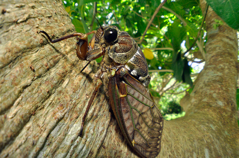 リュウキュウアブラゼミ