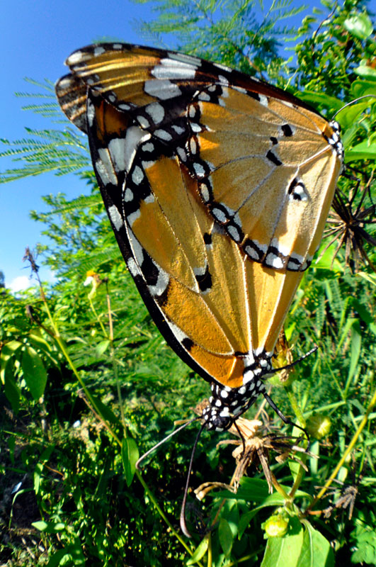 カバマダラ交尾