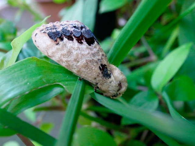 シャチホコガの一種