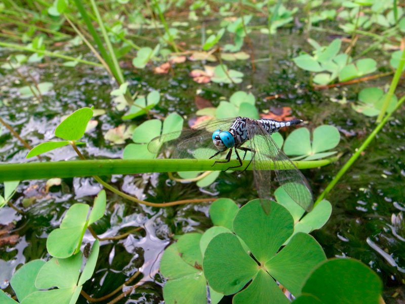 コシブトトンボ雄