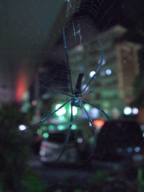 オオジョロウグモ雌