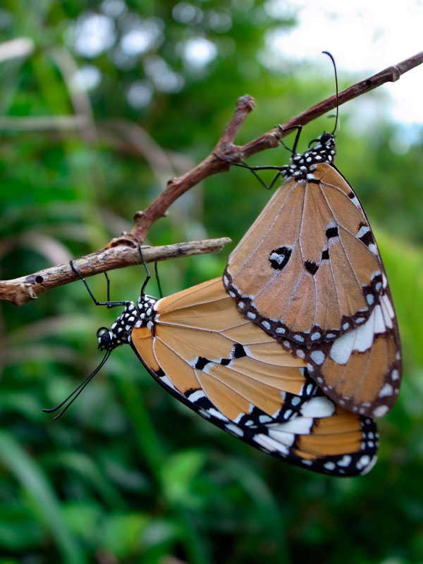 カバマダラ交尾ペア