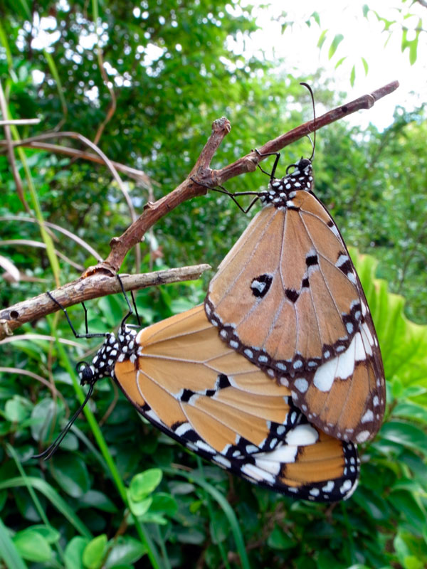 カバマダラ交尾ペア