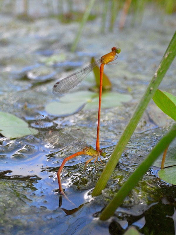 リュウキュウベニイトトンボ産卵