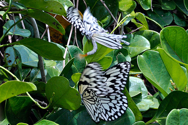 オオゴマダラ求愛行動