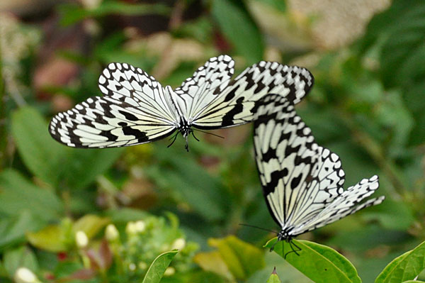オオゴマダラ飛翔