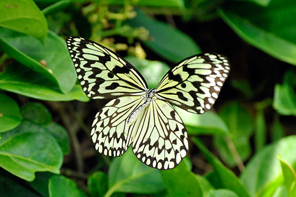 オオゴマダラ飛翔